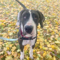 Thumbnail photo of Harley #2