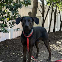 Thumbnail photo of Barney #2