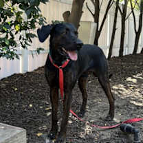 Thumbnail photo of Barney #3