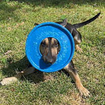 Thumbnail photo of Athena #3