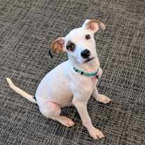 Thumbnail photo of Hank Scorpio #1