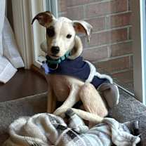 Thumbnail photo of Hank Scorpio #3