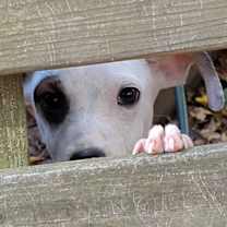 Thumbnail photo of Hank Scorpio #4