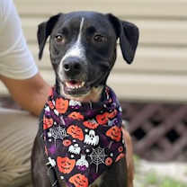 Thumbnail photo of SADIE  #4