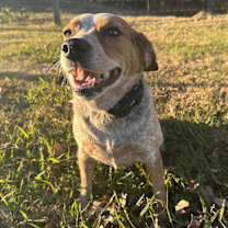 Thumbnail photo of Merle #1