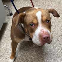 Thumbnail photo of Boo #3