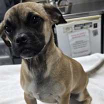 Thumbnail photo of 161531 #1