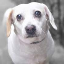 Thumbnail photo of Sadie #2