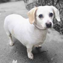 Thumbnail photo of Sadie #3