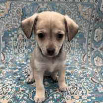 Thumbnail photo of BELLE #1