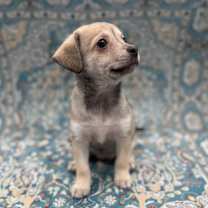 Thumbnail photo of BELLE #3