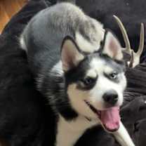 Thumbnail photo of Axel #2