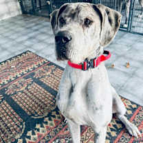 Thumbnail photo of Ice #1