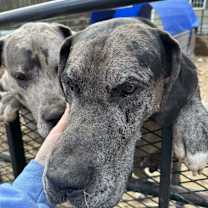 Thumbnail photo of Ryder #2