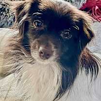 Thumbnail photo of Havanese Harry IN FOSTER & house trained! #1