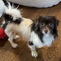 Thumbnail photo of Havanese Harry IN FOSTER & house trained! #2