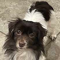 Thumbnail photo of Havanese Harry IN FOSTER & house trained! #4