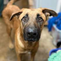 Thumbnail photo of Scooby #1