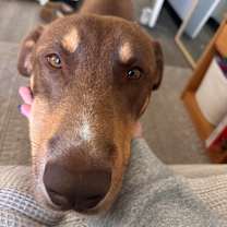 Thumbnail photo of Dug -best boy! #3