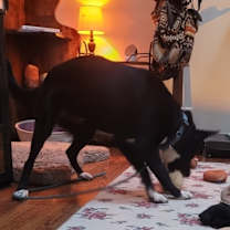 Thumbnail photo of Remmy #4