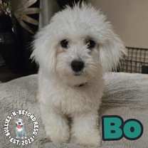 Thumbnail photo of Bo #4