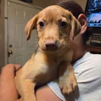 Thumbnail photo of Hannah (Honey's Litter) #2