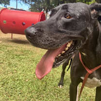 Thumbnail photo of Athenas #1