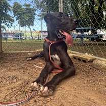 Thumbnail photo of Athenas #4