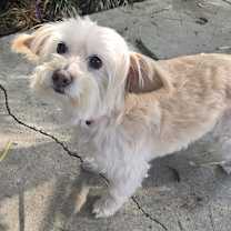 Thumbnail photo of Phoebe #1