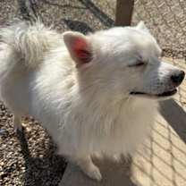 Thumbnail photo of Rufus #2