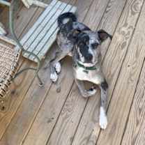 Thumbnail photo of Patch #1