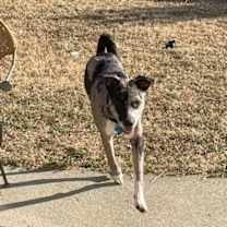 Thumbnail photo of Patch #2