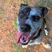 Thumbnail photo of Patch #3