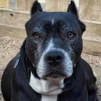 Thumbnail photo of Sheet Shang #2