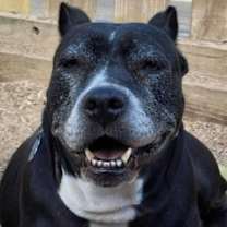 Thumbnail photo of Sheet Shang #3