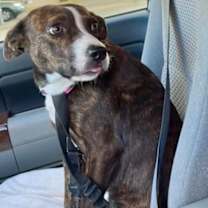 Thumbnail photo of Bambi #2