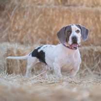His Royal Majesty Prince Arataki Itto of Laredo