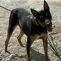 Thumbnail photo of Alfie #4