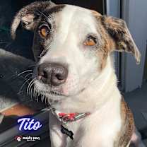 Thumbnail photo of Tito (Courtesy Post) #1