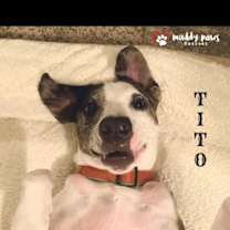 Thumbnail photo of Tito (Courtesy Post) #3