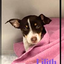 Thumbnail photo of Lilith #1