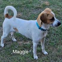 Thumbnail photo of Maggie (Courtesy Listing) #3