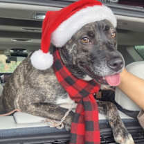 Thumbnail photo of Paisley #1