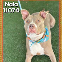Thumbnail photo of NALA #4