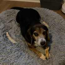 Thumbnail photo of Willie #2