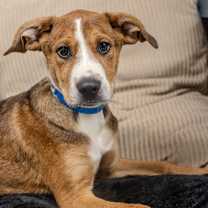 Thumbnail photo of Toddy #2