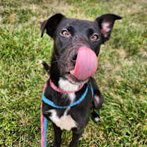 Thumbnail photo of Lucki #4