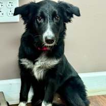 Thumbnail photo of Livvy (Baby) #1