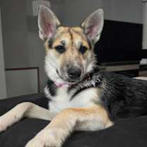 Thumbnail photo of Rosie #2