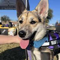 Thumbnail photo of Rosie #4